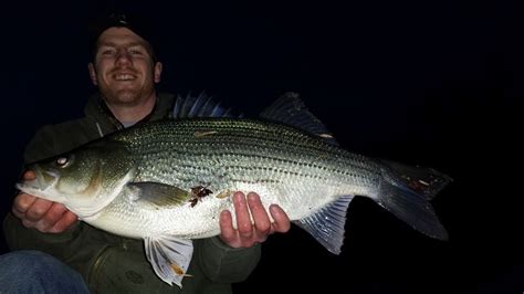 Hybrid Striped Bass Fishing — River Certified Fishing, Kayak Fishing ...