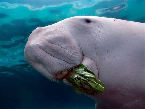 What the Dugong is this Creature? - Eluxe Magazine