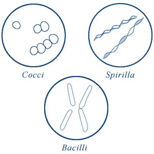 Bacillus Bacteria Diagram