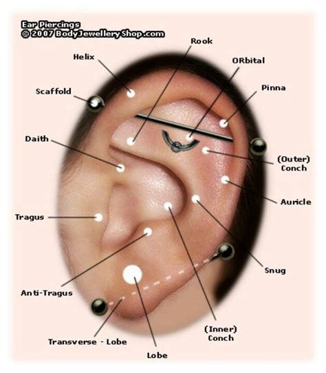 Ear Piercing Chart. Wanting the auricle! | ★Earrings★ | Pinterest ...