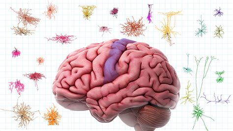 First Comprehensive Census of Cell Types in Brain Area Controlling ...