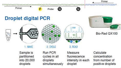 Droplet Digital PCR to Measure Tumor Load | Labcritics