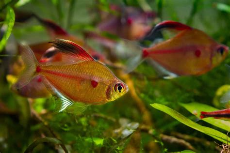 31 Amazing Types Of Tetra Species (The Complete List) | vlr.eng.br