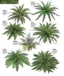 Filicinophyta - Phyla Groupings