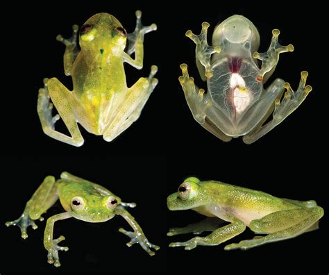 CURIOSITY: A new species of glass frog with translucent… | UrbanGlass