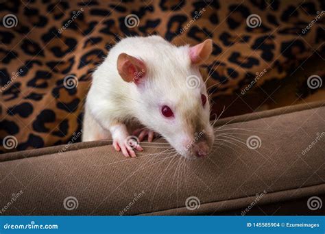 Fancy Pet Rat Sofa stock photo. Image of ruby, docile - 145585904