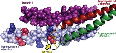 The Role of Tropomyosin in Cardiac Function and Disease | IntechOpen