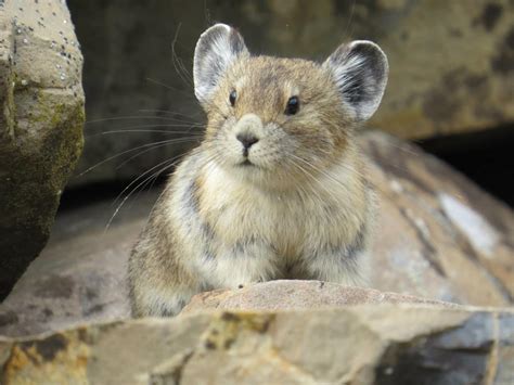 Adorable American Pika Is Disappearing Due to Climate Change