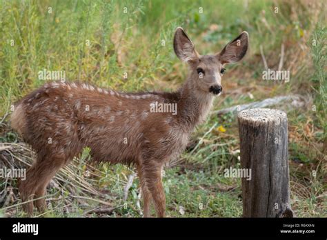 Mule deer fawn Stock Photo - Alamy