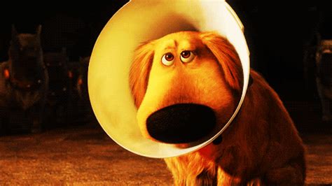 Cone Of Shame gif by Bigsteve87 | Photobucket