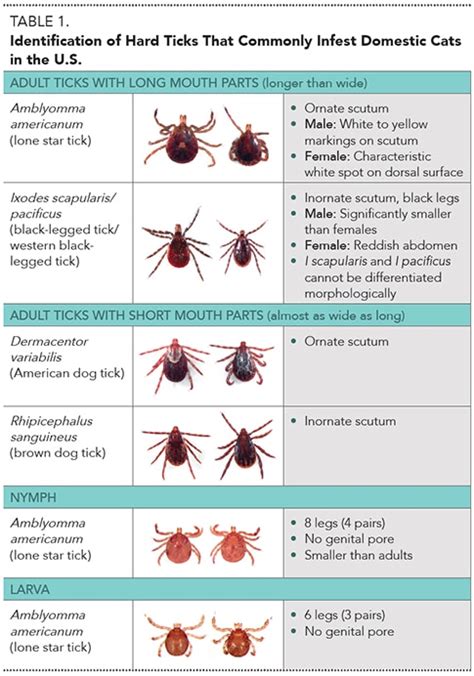 Parasitology Expertise From the NCVP: Feline Tick-Borne Diseases ...