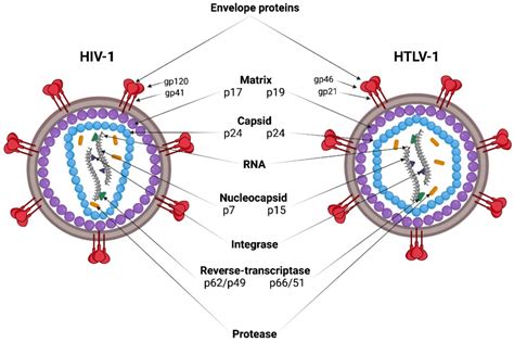 Viruses | Free Full-Text | HIV-1 and HTLV-1 Transmission Modes ...