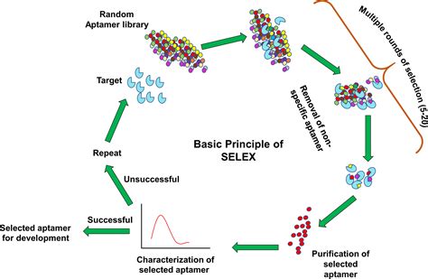 Frontiers | Aptamers: An Emerging Tool for Diagnosis and Therapeutics ...