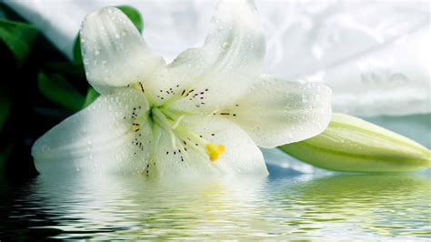 🔥 [40+] White Lilies Wallpapers | WallpaperSafari