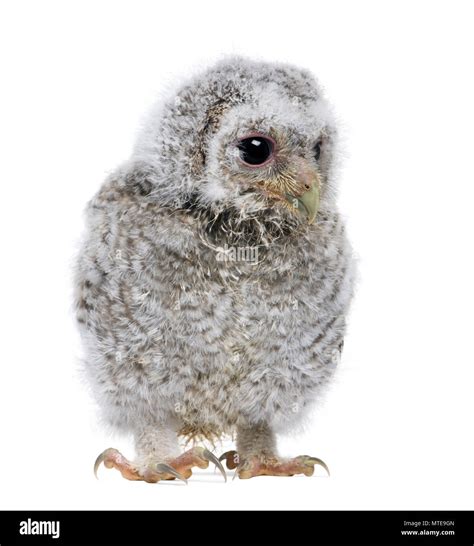 Baby owl Cut Out Stock Images & Pictures - Alamy