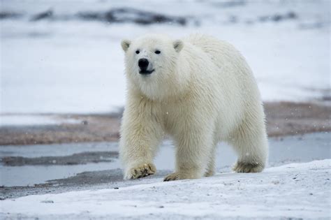 Alaska Polar Bear Tours | Kaktovik Alaska — Planet Earth Adventures ...