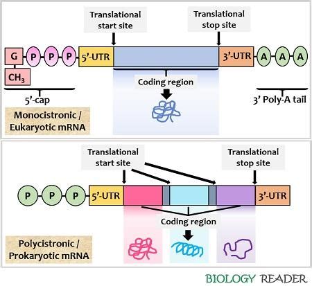 What is Messenger RNA? Definition, Types, Structure & Functions ...