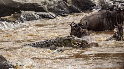 Crocodile Attack First Bite Mara River | HI Travel Tales