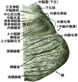 （三）Mesencephalon（中脳）Mesencephalon, Midbrain