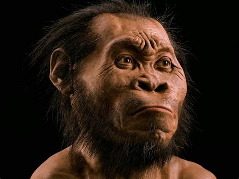 Homo Naledi skull replica from original Full-size reconstruction ...