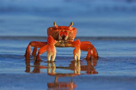 American Land Crab : Florida Keys : Florida Landscape Photography by ...