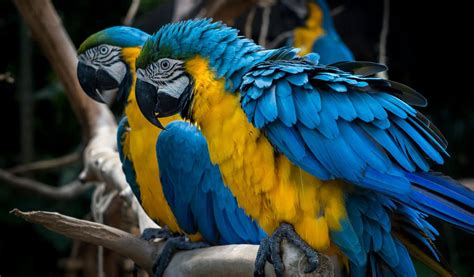 Blue & Yellow Macaw Parrott - Facts, Information & Habitat