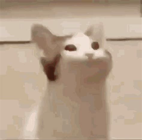 Bop Cat Cat Bop GIF - BopCat CatBop BopBopBop - Discover & Share GIFs