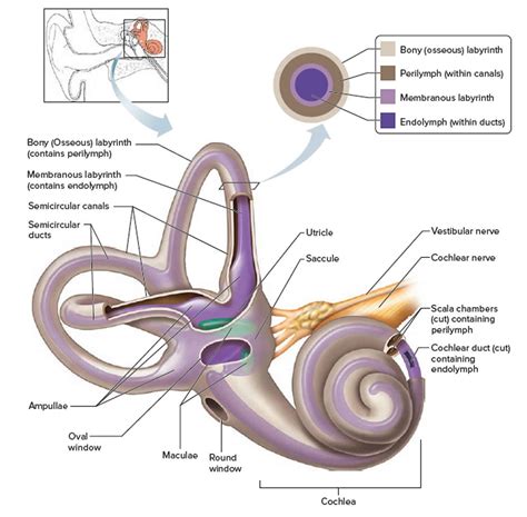 Vestibular system, anatomy, function & vestibular system disorders