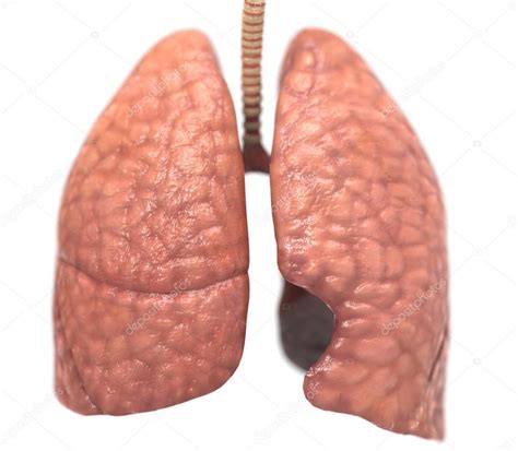 Healthy lungs — Stock Photo © Giovanni_Cancemi #36767857