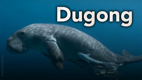 Dugong – Facts, Diet & Habitat Information – sharksinfo.com