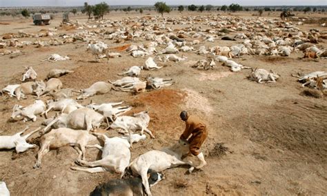 Drought hits Ethiopia, claims 2 million animals - Punch Newspapers