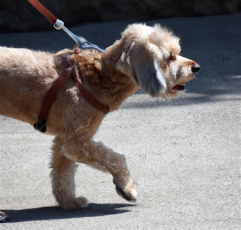 Leash Training a Dog - Simple Steps To Success