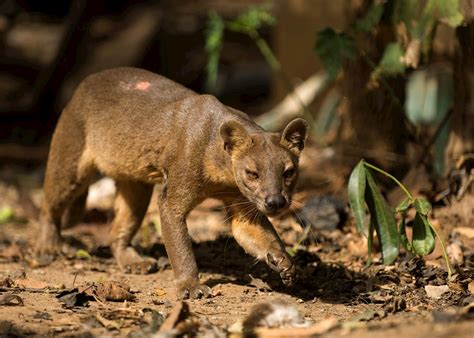 Guide to wildlife of Madagascar | Audley Travel UK