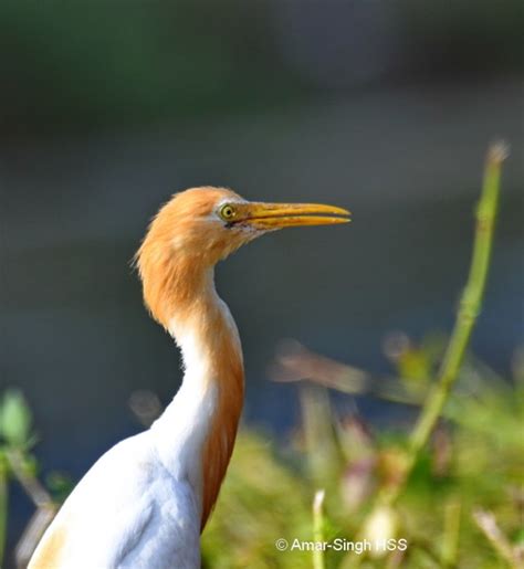 Cattle Egret – breeding plumage - Bird Ecology Study Group