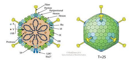 Adenoviridae