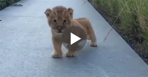 When You Hear This Lion Cub Trying To Roar You Will Burst Out Laughing