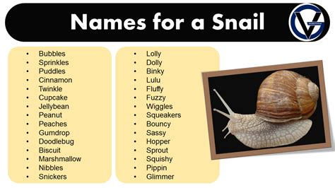 Good Names for a Snail - Name Ideas for Your Shelled Companion