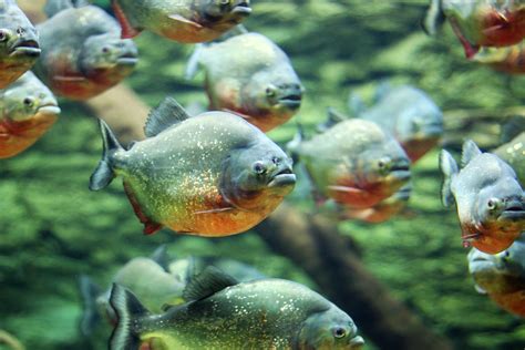 Piranha - espécies de piranhas - Peixes - InfoEscola