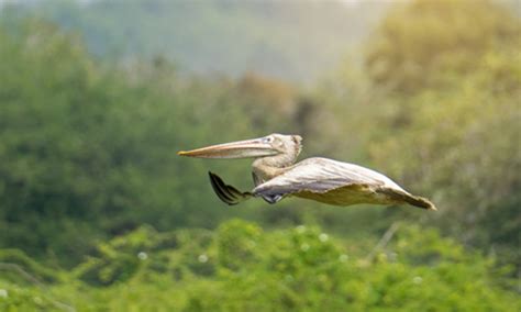 Pulicat Lake Bird Sanctuary