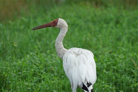 15 Types of Crane Bird Species in 2024 (With Pictures) - Optics Mag