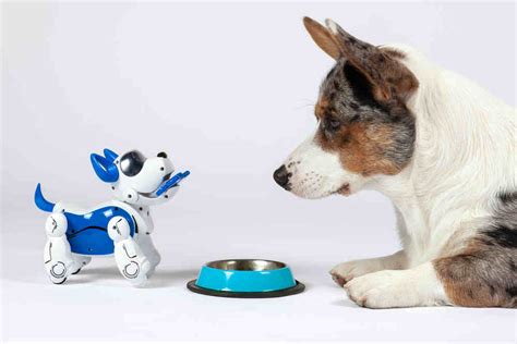 Robot Dog Vs Real Dog: Are Robot Dog Toys Worthy Replacement of Dogs?