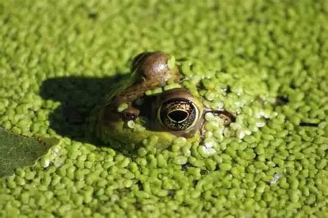 Frog Poop - Animals Around The Globe