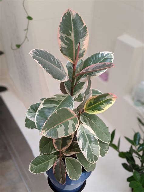 Variegated rubber plant and all her colors : r/houseplants