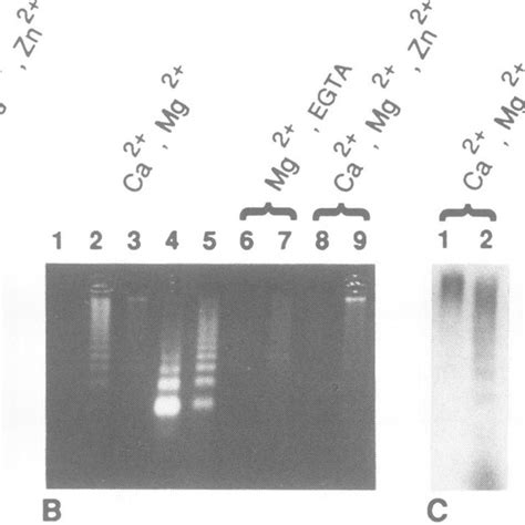 Expression of DNase I in thymocytes and lymph node cells. The DNase I ...