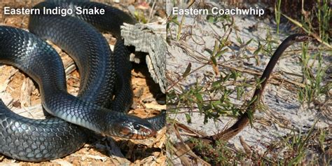 Eastern Coachwhip – Florida Snake ID Guide