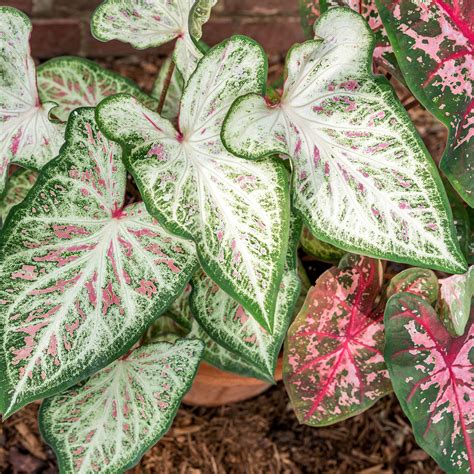 How To Care For Caladiums Outdoors / Caladiums How To Grow Care For ...