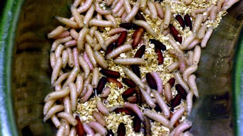 How Maggots Heal Wounds | Science | AAAS