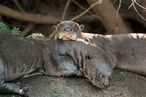 ‘Huge Surprise’ as Giant River Otter Thought Extinct in Argentina Pops ...