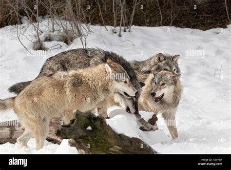 Gray Wolf or Timber Wolf, pack behavior in winter, (Captive) Canis ...