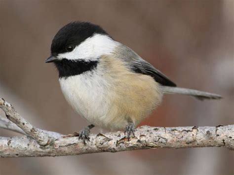 The Chickadee Nest: Chickadee Nesting Habits - Daily Birder